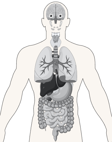 Anatomy Map