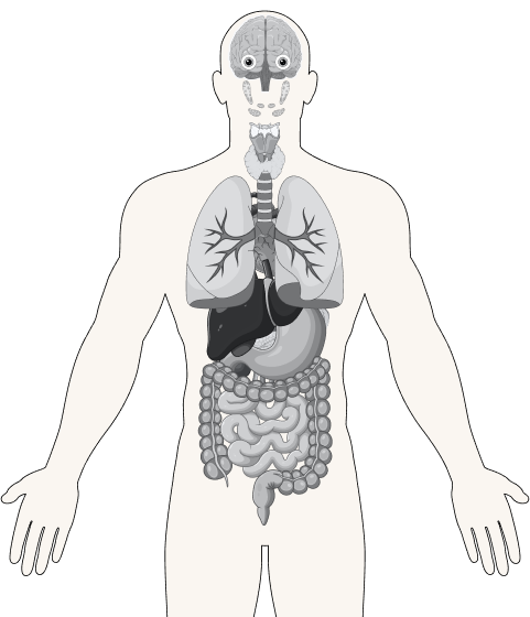 Anatomy Map