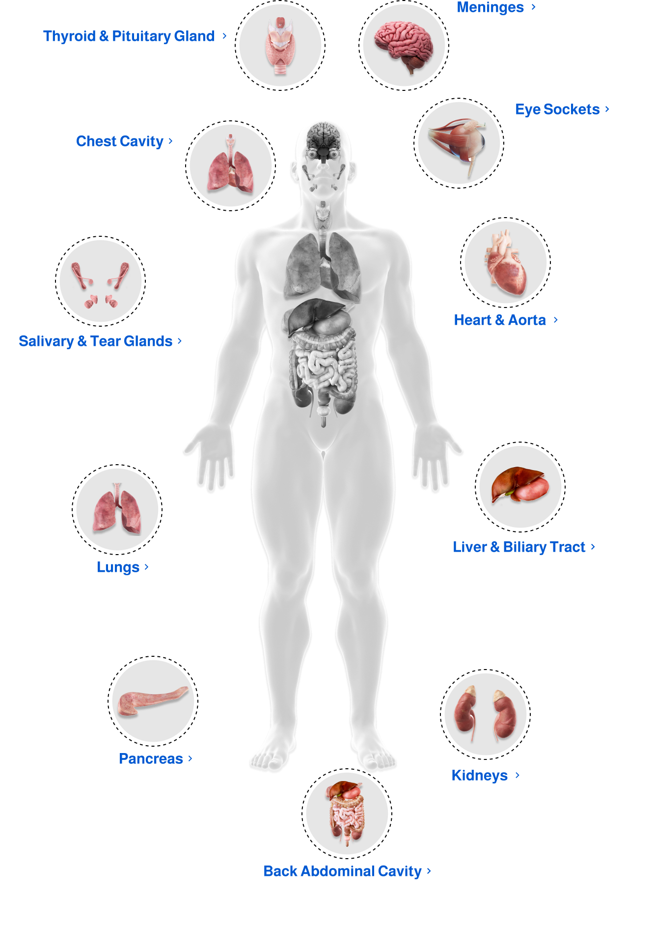 IgG4-related disease symptoms graphic